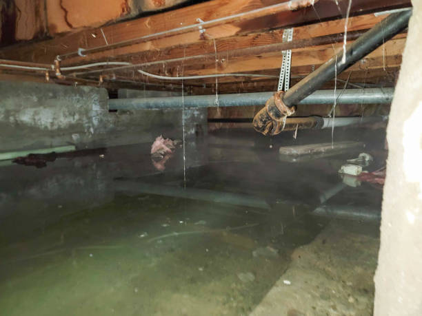 Best Professional water damage repair  in Pandora, OH